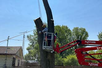 Wilson Tree Service Tree Removal